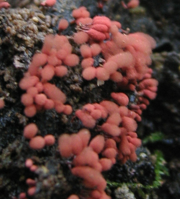 Arcyria denudata (L.)Wetts.